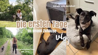 DIE ERSTEN TAGE MIT TIERSCHUTZHUND 🤍  viele neue Eindrücke Bindung aufbauen  Vlog  Kim Jaro [upl. by Cadmar]