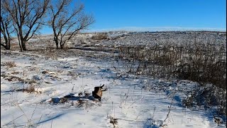 Late Season Kansas Public Land Pheasant Hunt [upl. by Lucien]