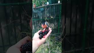 bullfinch zebra finch canary siskin goldfinch mugurar scatiu sticlete music bird nature [upl. by Attaynek]