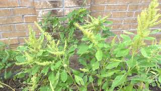 How to Harvest Callaloo Seeds and Grow Them [upl. by Aenotna]