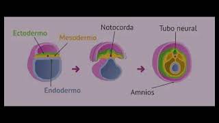 Organogénesis [upl. by Him525]