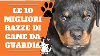 LE 10 MIGLIORI RAZZE DI CANE DA GUARDIA 🐶 [upl. by Flatto517]