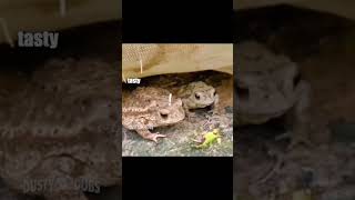 toad off 🐸 🎥 unknown voiceover toads funny shorts [upl. by Geesey]