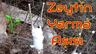 Zeytin Yarma Aşısı Nasıl Yapılır [upl. by Kentiga]