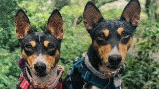 Basenji Afternoon Hangout [upl. by Nannette603]