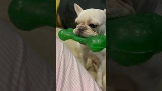 THERAPIST ARE LIKE SO GRANDIOSE shorts short trending video fyp dog frenchie love viraldog [upl. by Waverley297]