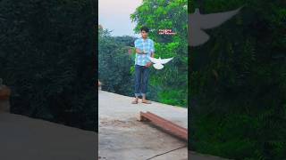 Mewati new reel 😎🥰😘✅ aslamsingermewati new song 8500 pigeon kabootar kabutar [upl. by Cherianne272]