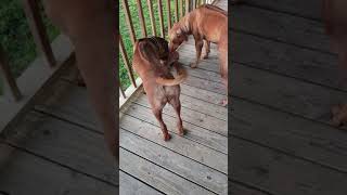 RHODESIAN RIDGEBACK PUPPIES [upl. by Ranitta]