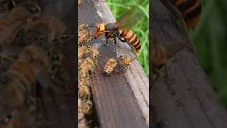 Giant Hornet Group Attack on Honeybee Hive savethebees [upl. by Ahsitak452]