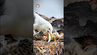 Bird life nature birds animal wildlife intresting mother chicks feeding youtube shorts [upl. by Isolda632]