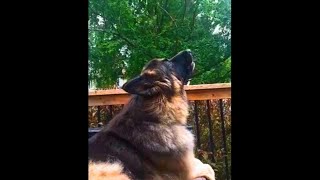 German Shepherd Sounds Almost Human [upl. by Corabelle]