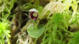 Corybas carinatus helmeted orchid from Sarawak [upl. by Aihsirt]