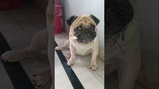 Bone🦴🦴 ni bore kottina varuku vadaladu  Hazel pug dog videos  yt shorts  DivyasreeAgrifarm [upl. by Jenkel]