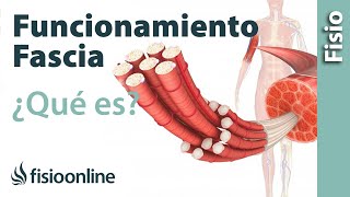 La fascia  Qué es funcionamiento e importancia del tejido fascial [upl. by Laurentium779]