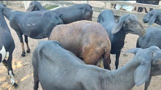 Feira de ovelhas e cabras de canafístula de Frei Damião Estado de Alagoas [upl. by Laehpar]