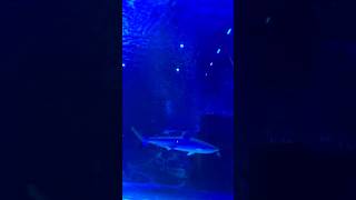 Newport Aquarium sharksfamilytrip [upl. by Aivek]