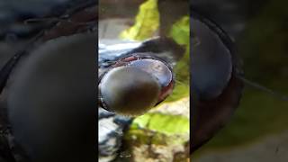 Neritina pulligera  MilitaryBlack helmet nerite snail feeding [upl. by Ahsikam]