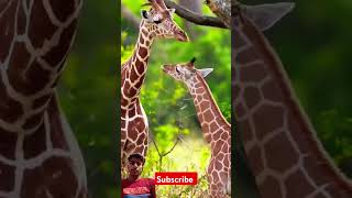 animals giraffe wildlife amazingfacts factsinhindi factazd [upl. by Aivatnahs167]