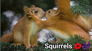 squirrel sounds to make them come to you  squirrel sounds  squirrel calls [upl. by Hanzelin]