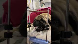 Short story on brachycephalic positioned for surgery [upl. by Asiram]