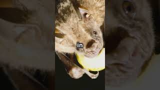 Funny Cat hahah please like and subscribe shorts [upl. by Cuttler]