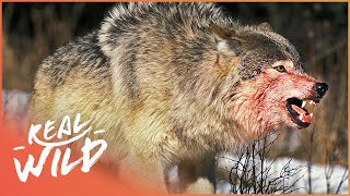 The War Of The Wolf Packs  Part 1 Wolf Documentary HD  White Wolf  Real Wild [upl. by Ashton]