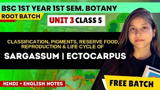 Sargassum amp Ectocarpus BSc 1st year 1st semester botany unit 3 in Hindi amp English🔥Phycology BSc [upl. by Elcin654]