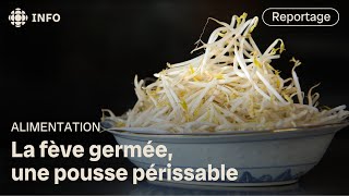 La délicate culture des fèves germées  Lépicerie [upl. by Miko131]