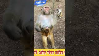 Pagar badhao tum shorts cat dog monkey animals [upl. by Rehtul]