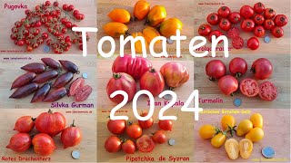 Russische Tomatensorten 2024 [upl. by Tneciv926]