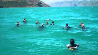 awesome day out swimming with the dolphins in Akaroa with Black Cat Cruises [upl. by Russ862]