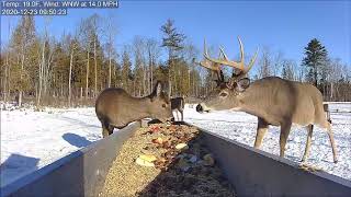 Doe makes way for the buck at the trough  Brownvilles Deer Pantry [upl. by Suivatra729]