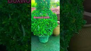 Boxwood plantshorts gardening viralshort shrtsfeed trending shortvideos ytshort shrtsfeed [upl. by Ninnahc]