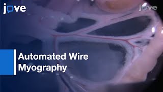 Automated Wire Myography for Mesenteric Artery Movement Studies  Protocol Preview [upl. by Iur616]