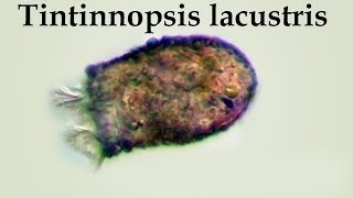 Tintinnopsis lacustris [upl. by Jeanne122]