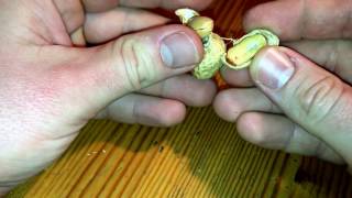 How to open peanuts nut cracking DIY [upl. by Odette54]