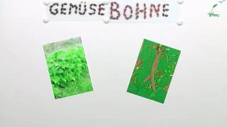 DIE GEMÜSEBOHNE  Biologie  Biologie der Pflanzen und Pilze Mittelstufe [upl. by Beach]