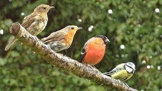 Calming TV for Cats  The Ultimate Cat Relaxation Video  Garden Birds in The Rain [upl. by Coriss]