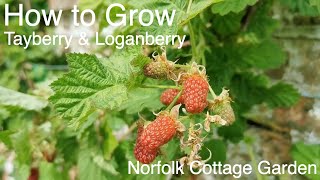 How to grow Tayberry and Loganberry vines [upl. by Lutero]