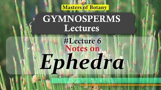 Lecture 6  Ephedra JointedFir General features amp Life Cycle  Gymnosperm Lecture Notes [upl. by Heiney241]