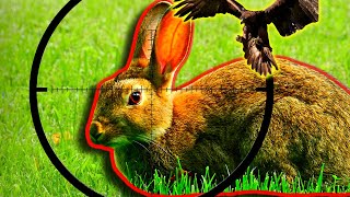 Air Rifle Shooting Rabbits [upl. by Buschi]