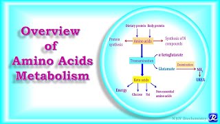 2 Overview of Amino Acids Metabolism  Amino Acid Metabolism  Biochemistry NJOY Biochemistry [upl. by Filmore]