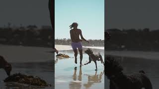 MARLEY  ☮️ dogshorts dogtube dogsofyoutube beachdogs happydogs dogvideos cuteanimals doggo [upl. by Tiff]