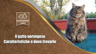 Il gatto norvegese  Caratteristiche e dove trovarlo [upl. by Peggy]