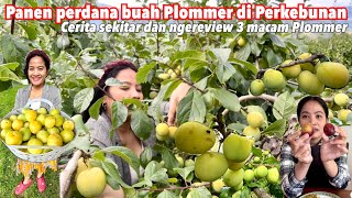 PANEN PERDANA BUAH PLOMMER KUNING MANIS DI ATAS POHON GRATIS DI BEKERBUNAN [upl. by Lindie887]