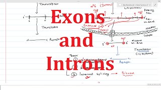 Exons amp Introns  General Information [upl. by Sakul]