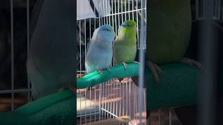 Parrotlets love out door 🦜parrotlet birds [upl. by Repooc]