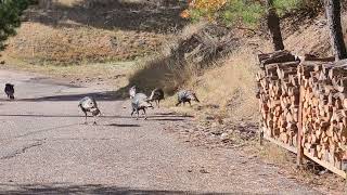 turkeys are back 101823 [upl. by Rao]