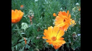 Calendula officinalis curativacalendula flower medicinal plant [upl. by Bowne756]