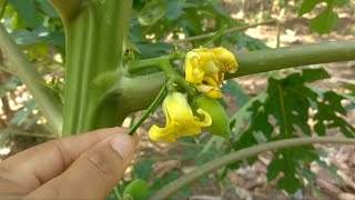 cómo identificar si tus mata de papayas son hembramacho o hermafroditas [upl. by Ilrahs]